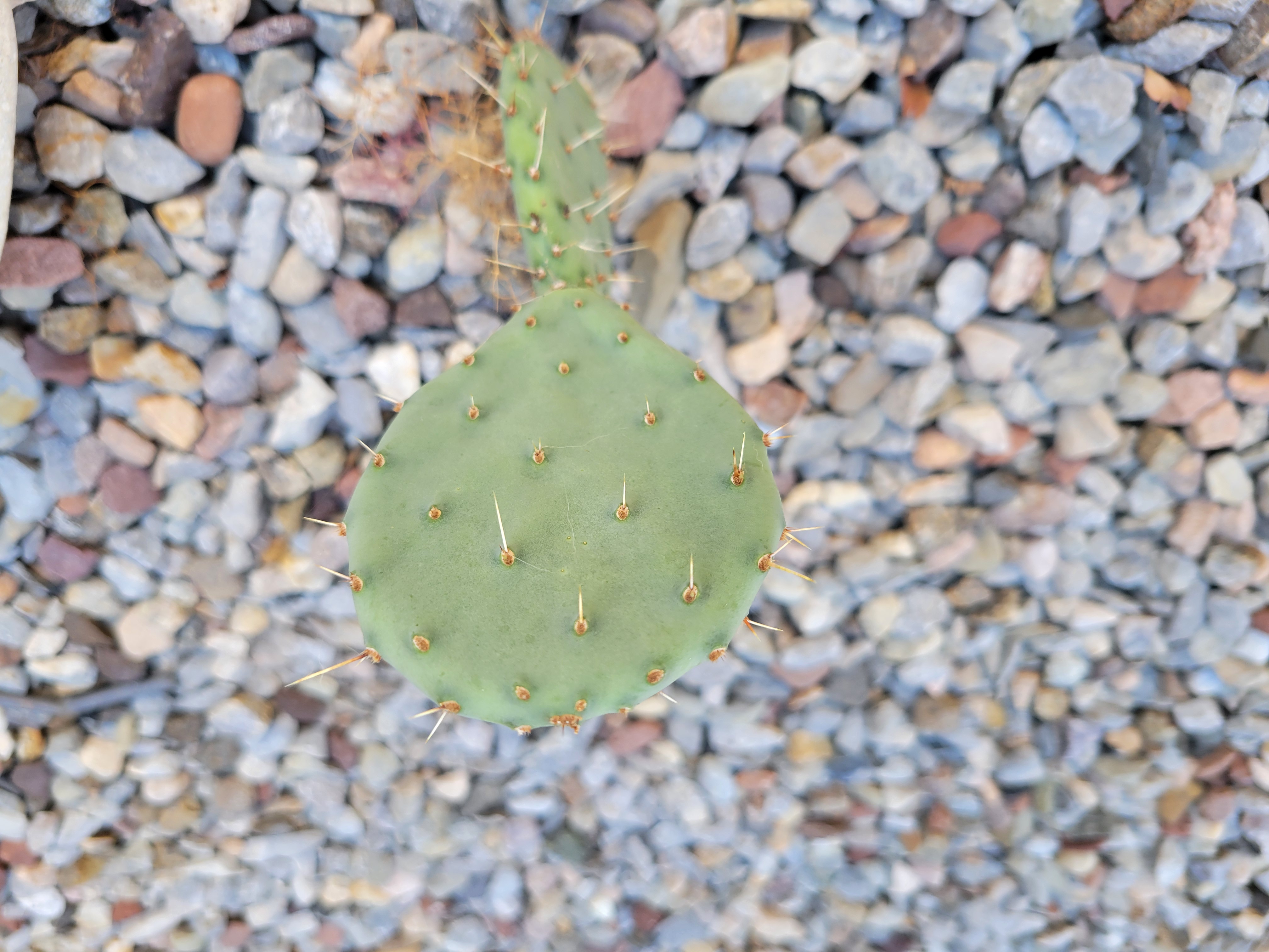 Top view of prickly pear cactus.